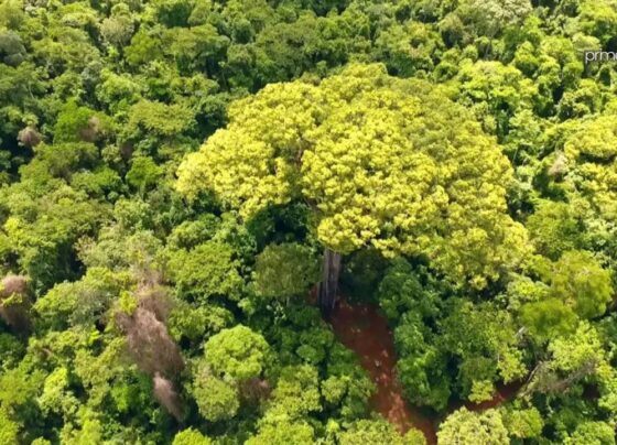 Licenciamento ambiental