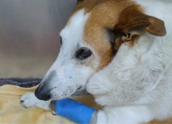 Foto colorida do Cão Silveira com a pata enfaixada - Metrópoles